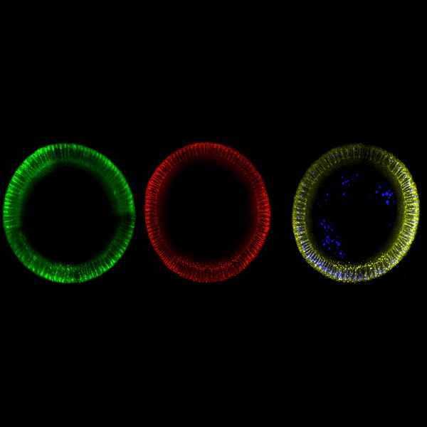 Immunofluorescent image of a Drosophila embryo cross section labeled with DSHB antibodies C458.2H against Notch, ECD (green) and C594.9B against Delta, ECD (red). PMID: 41683711, Fig. 1B.